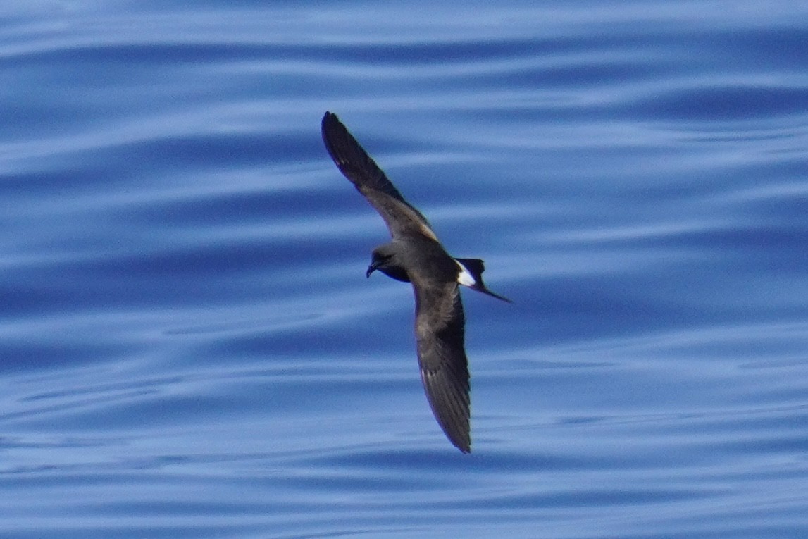 Leach's/Townsend's Storm-Petrel (white-rumped) - ML623385972