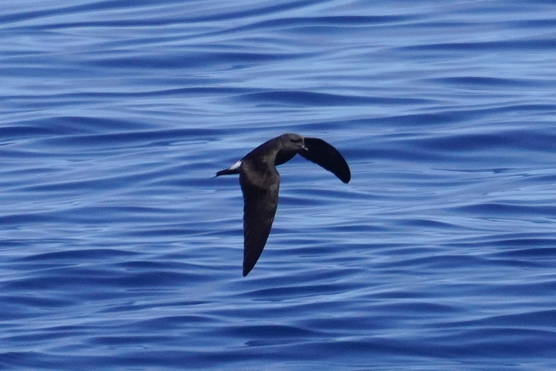 Leach's/Townsend's Storm-Petrel (white-rumped) - ML623385973