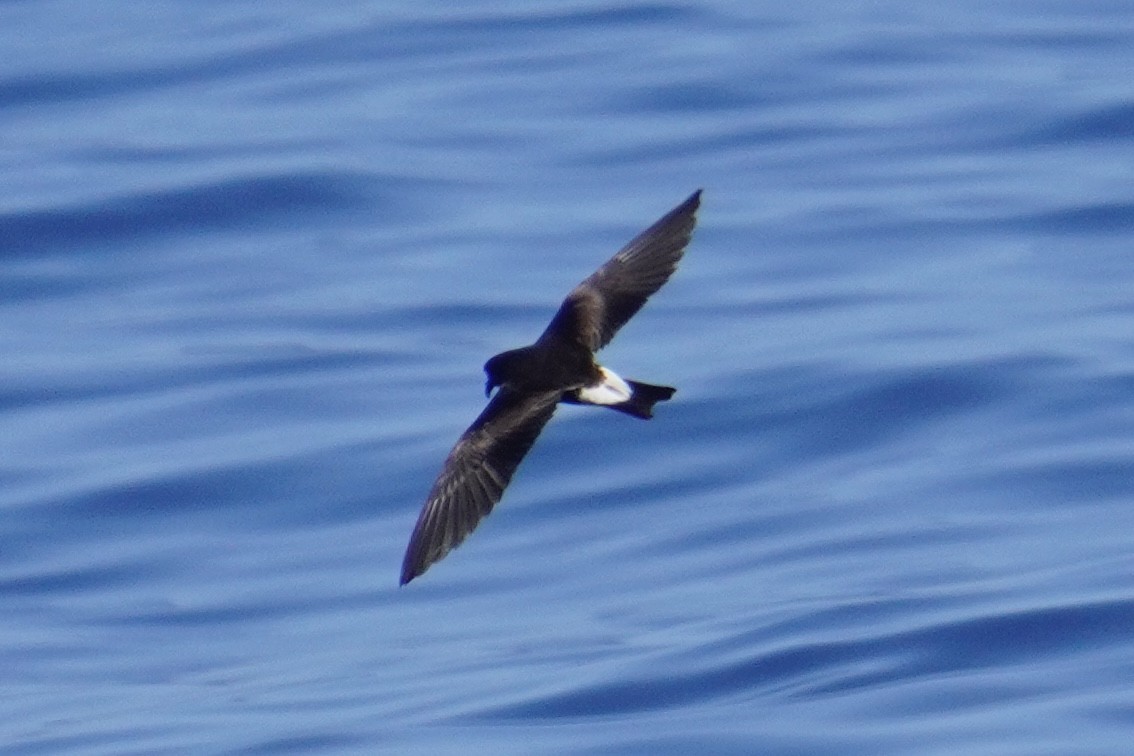 Leach's/Townsend's Storm-Petrel (white-rumped) - ML623385974