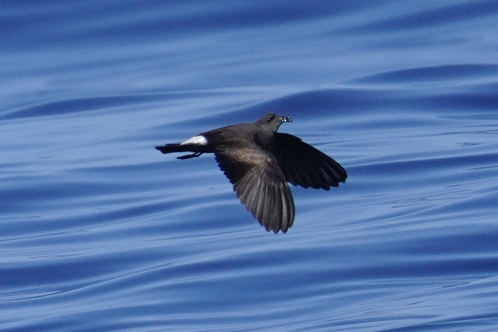 Leach's/Townsend's Storm-Petrel (white-rumped) - ML623385975