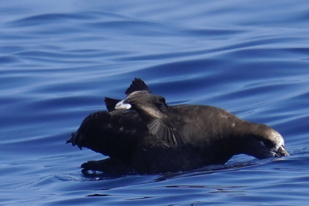 Leach's/Townsend's Storm-Petrel (white-rumped) - Nick Thorpe