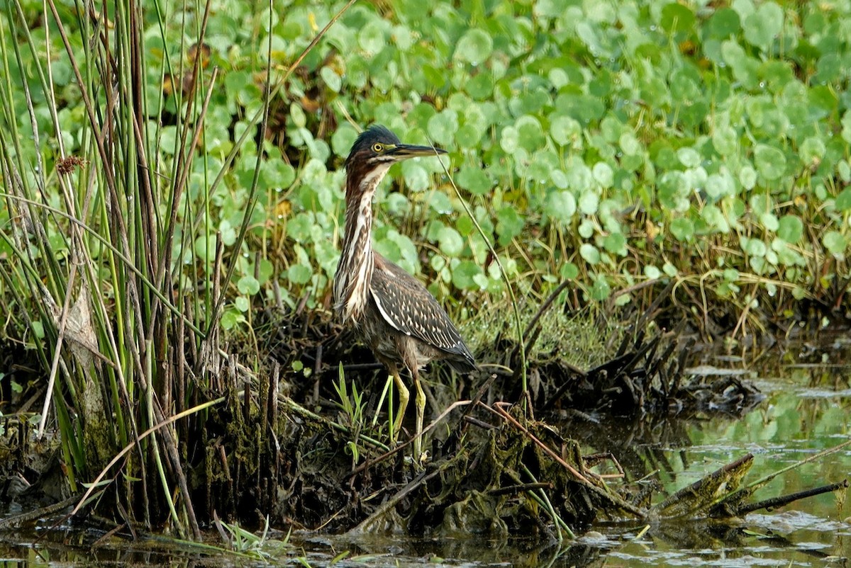 Green Heron - ML623385980