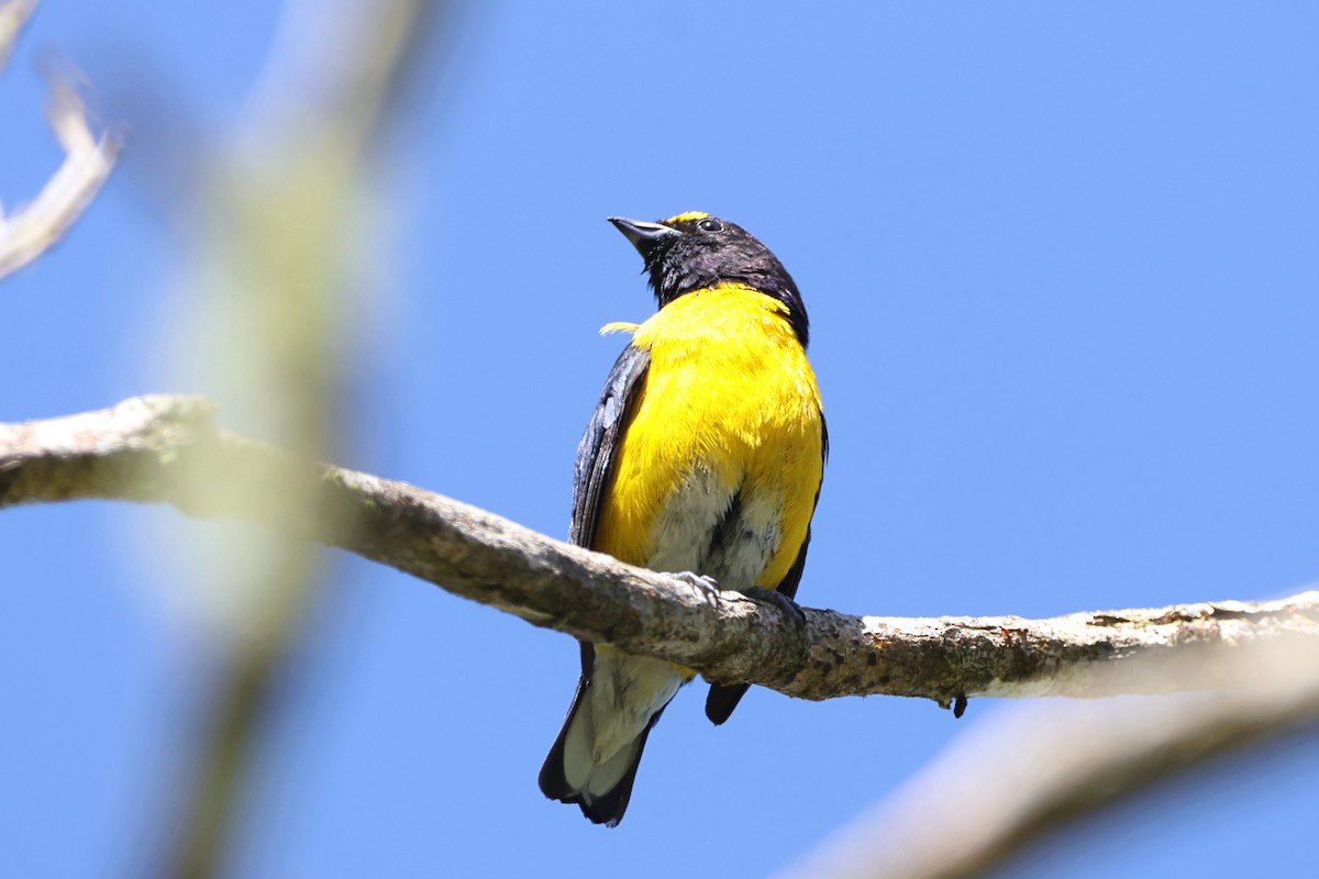 White-vented Euphonia - ML623385986