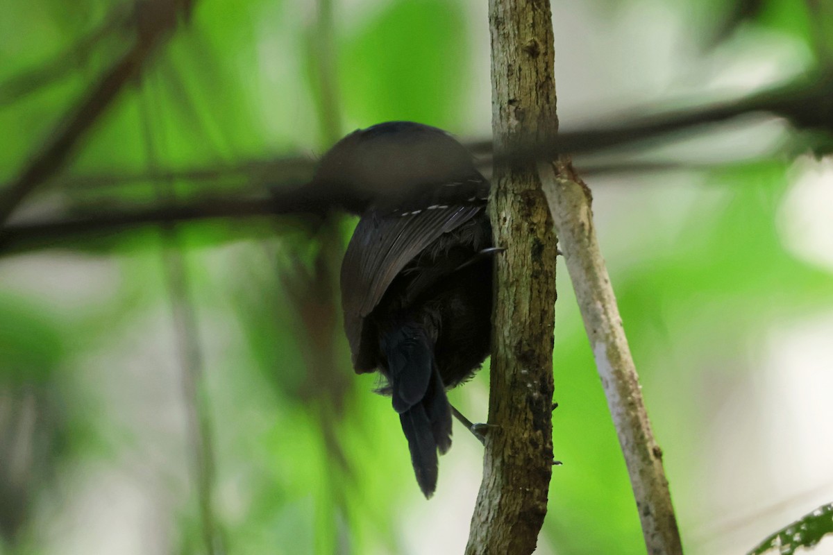 Dusky Antbird - Caleb Villar