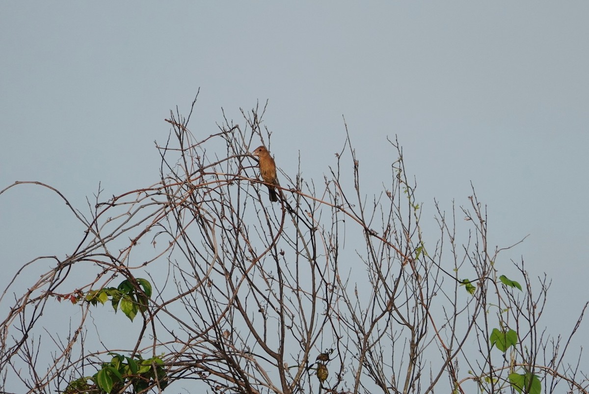 Blue Grosbeak - ML623385993