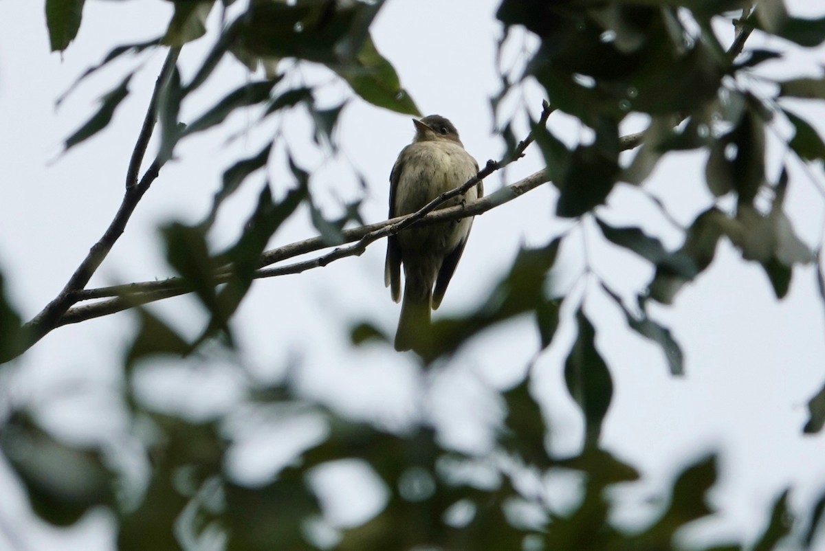 Eastern Wood-Pewee - ML623386005