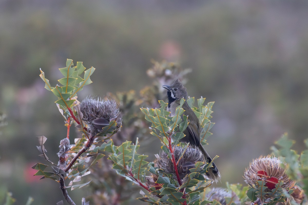 Western Whipbird (Black-throated) - Jake Barker