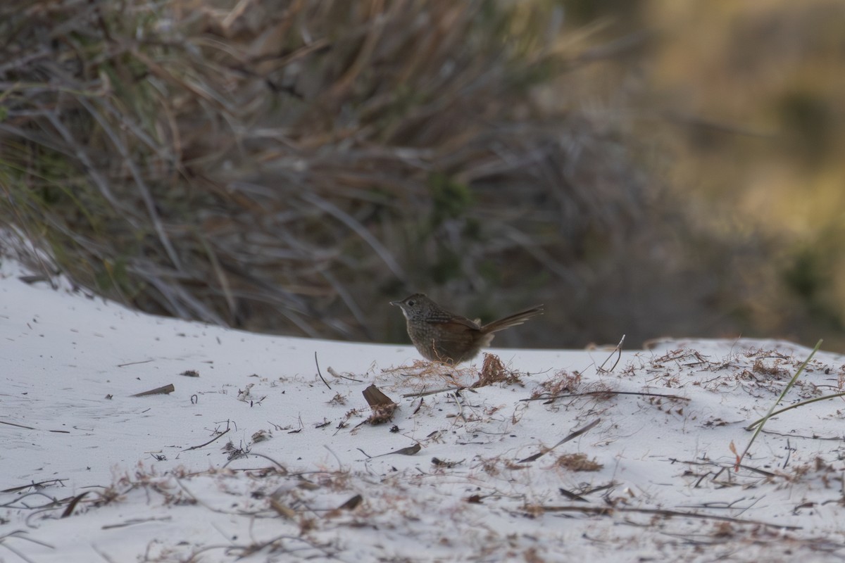 Western Bristlebird - ML623386013