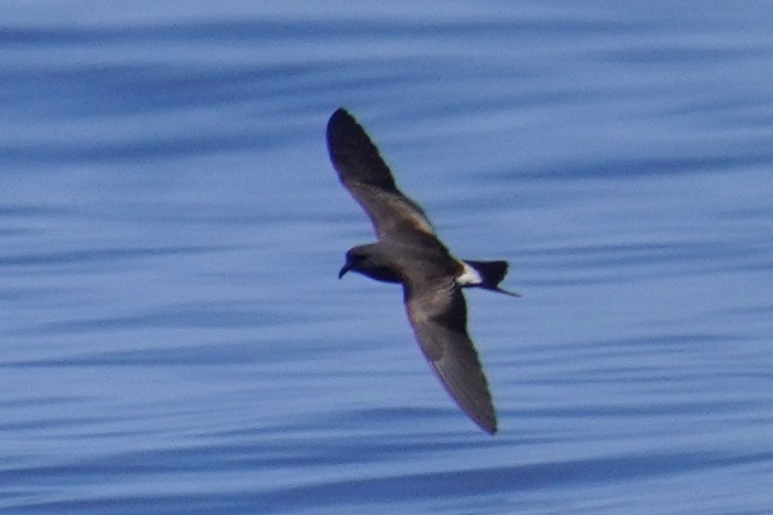 Leach's/Townsend's Storm-Petrel (white-rumped) - Nick Thorpe