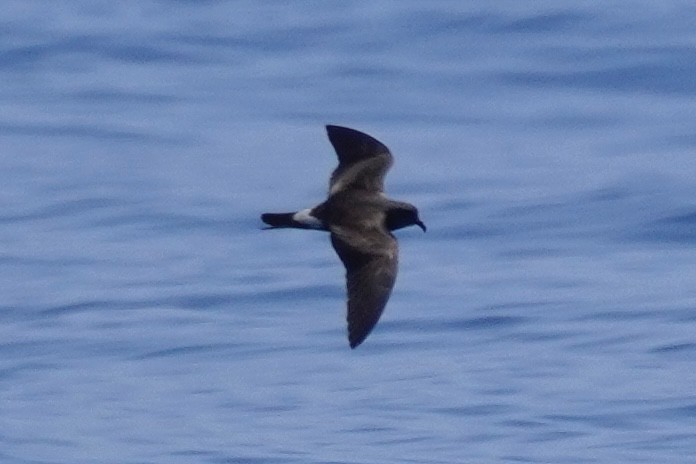 Leach's/Townsend's Storm-Petrel (white-rumped) - ML623386016