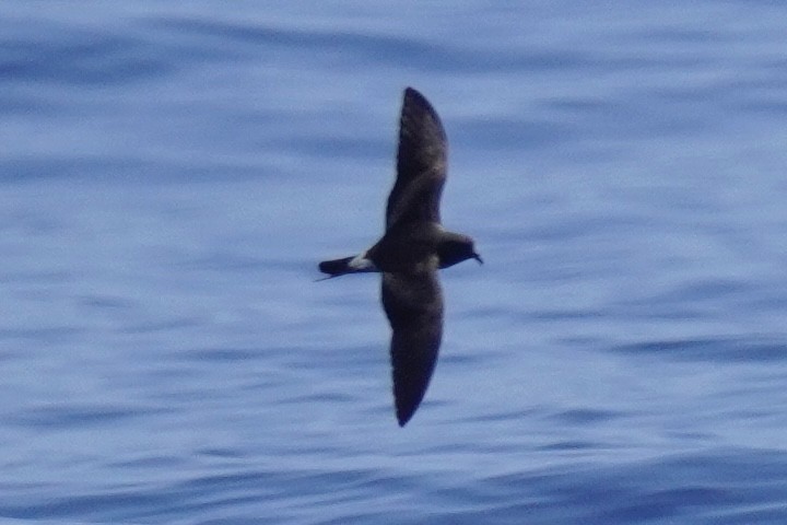 Leach's/Townsend's Storm-Petrel (white-rumped) - ML623386017