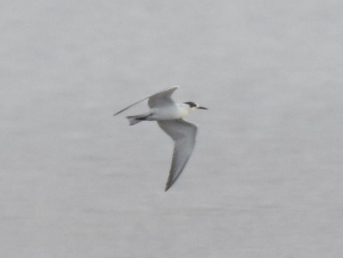 White-winged Tern - ML623386019