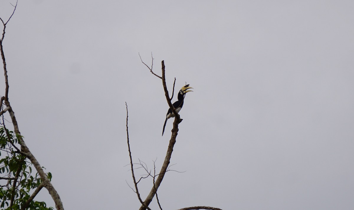 Oriental Pied-Hornbill - ML623386038