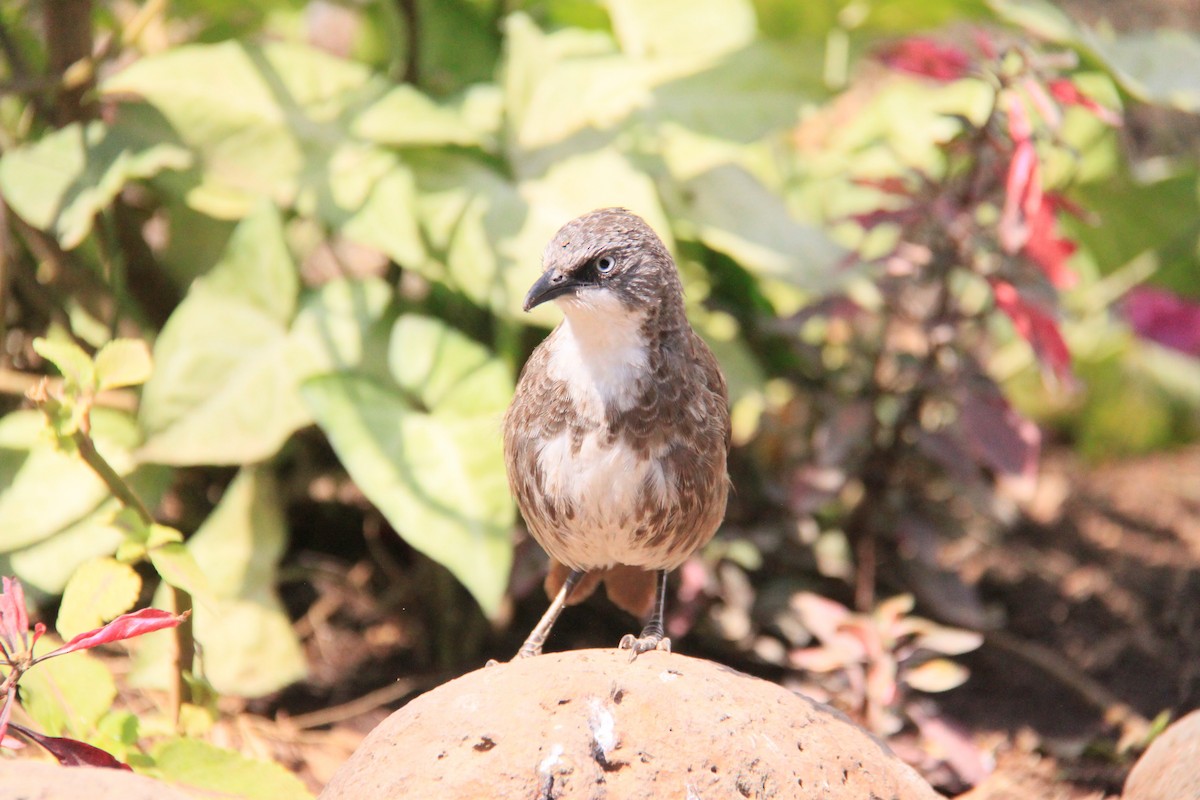 Northern Pied-Babbler - ML623386048