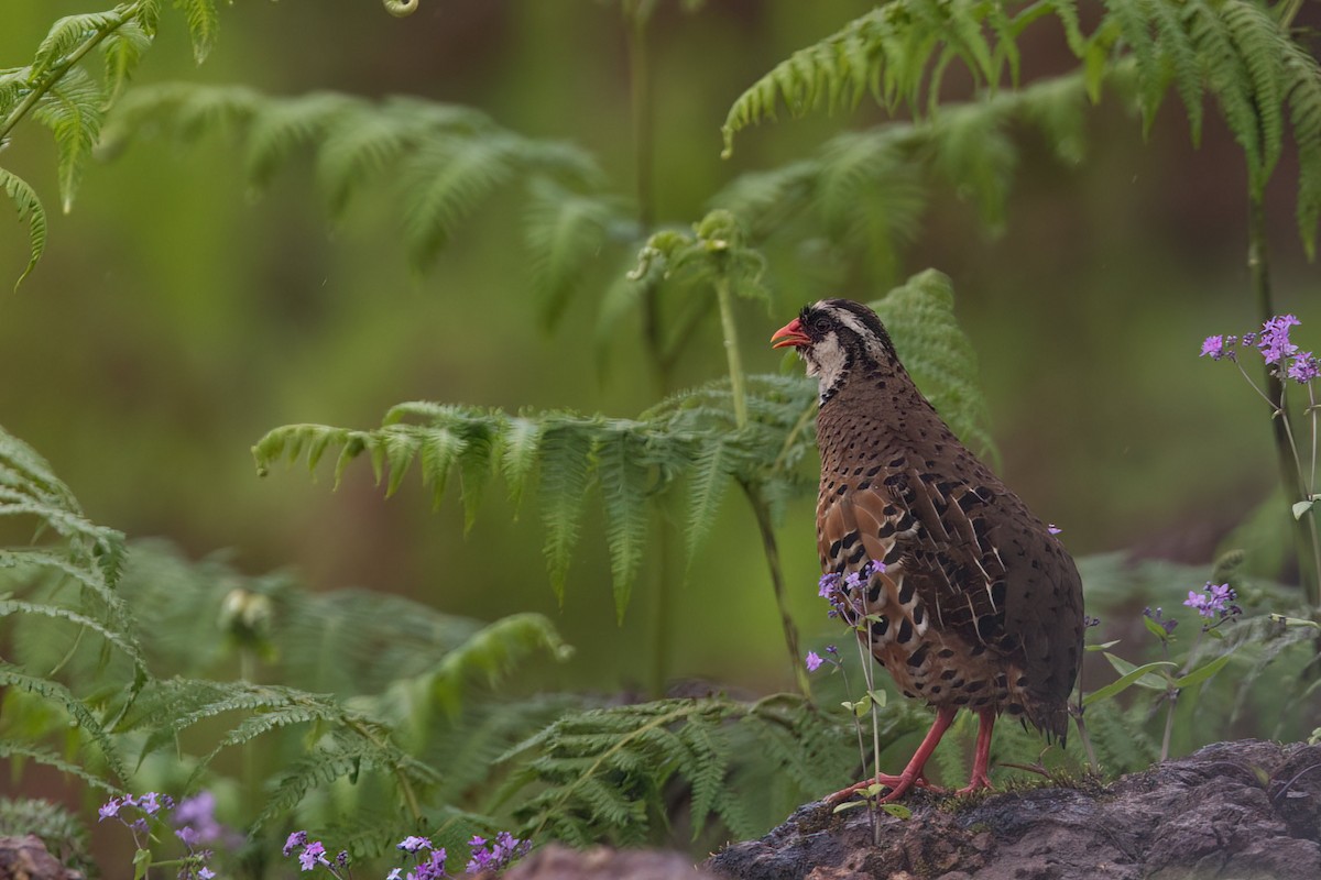 Painted Bush-Quail - ML623386050