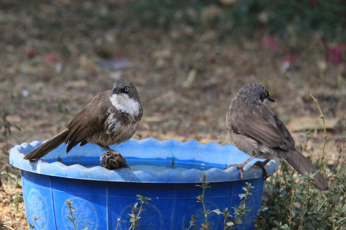 Northern Pied-Babbler - ML623386059