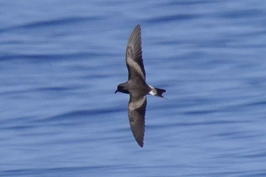 Leach's/Townsend's Storm-Petrel (white-rumped) - ML623386088