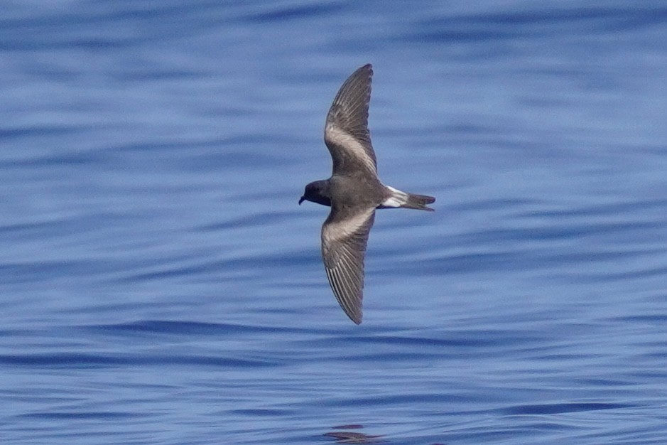 Leach's/Townsend's Storm-Petrel (white-rumped) - ML623386089