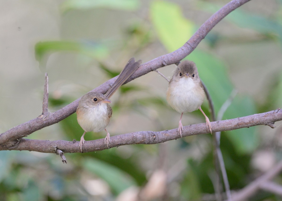 Red-backed Fairywren - ML623386116