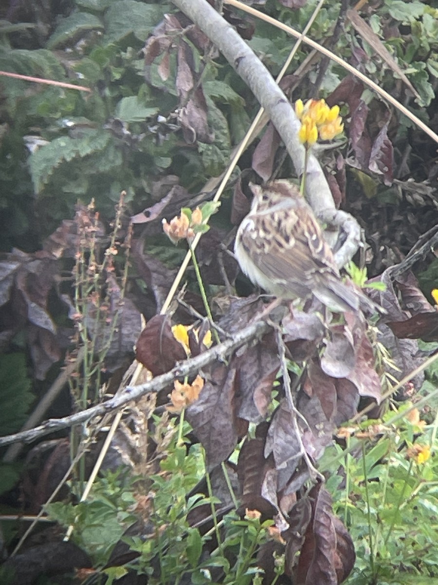 Clay-colored Sparrow - ML623386122