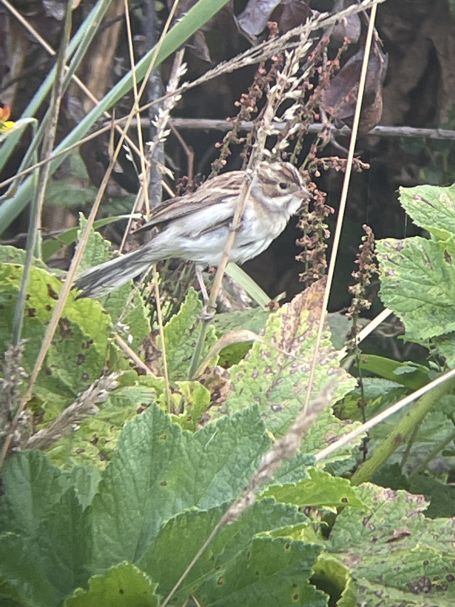 Clay-colored Sparrow - ML623386123