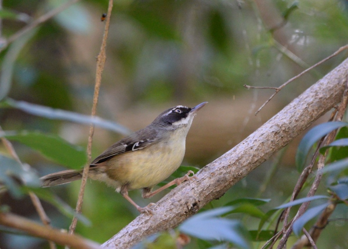 White-browed Scrubwren - ML623386125