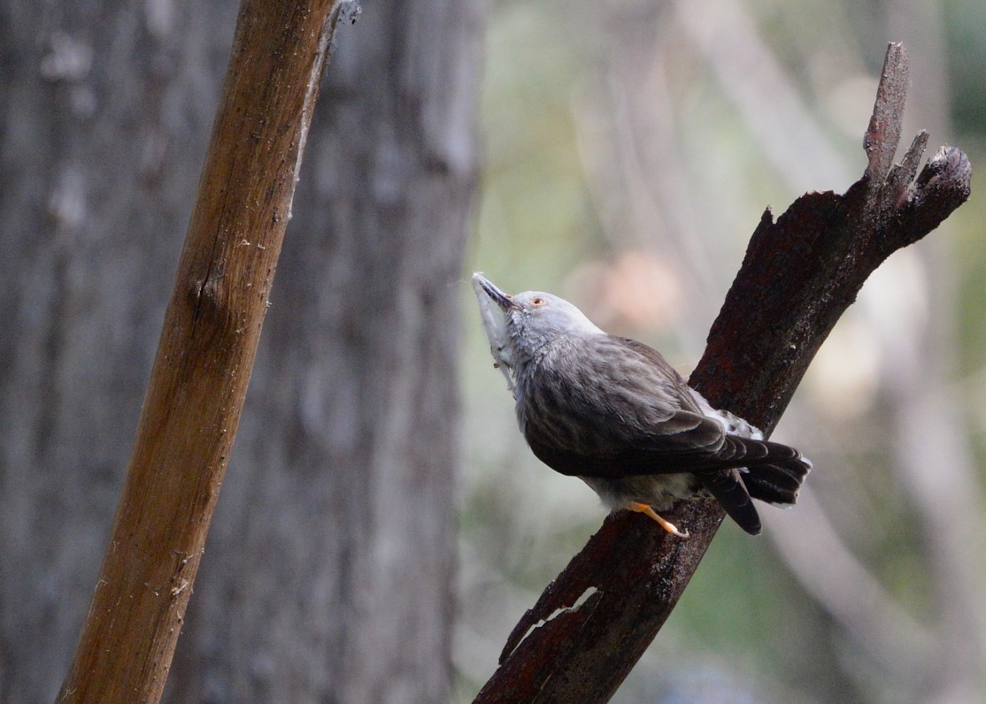 Varied Sittella (White-headed) - ML623386128