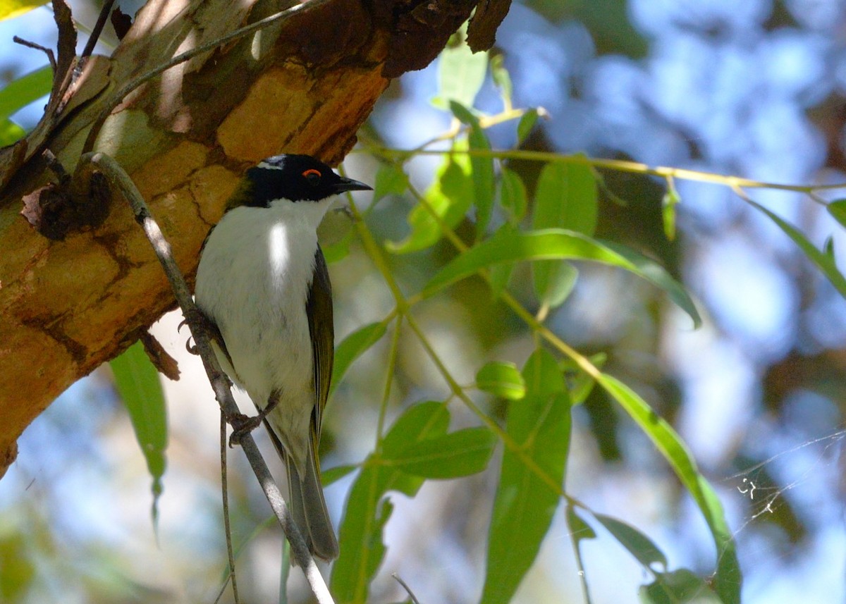 White-naped Honeyeater - ML623386131