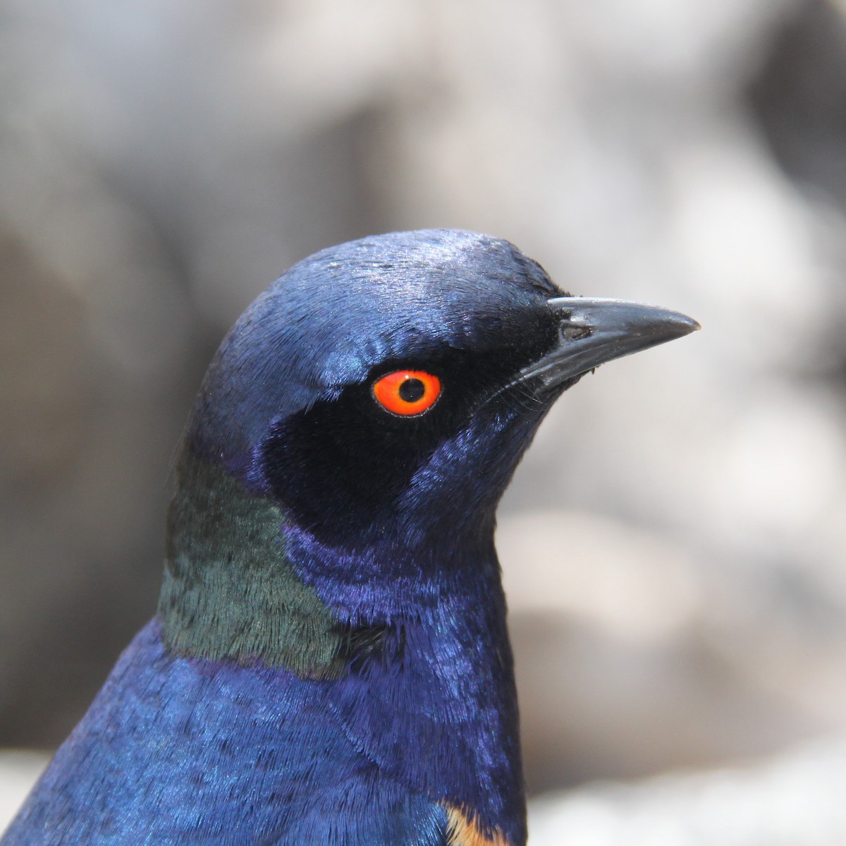 Hildebrandt's Starling - ML623386135