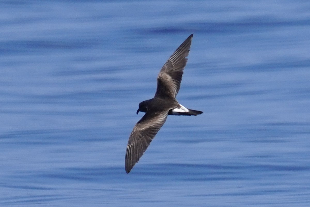 Leach's/Townsend's Storm-Petrel (white-rumped) - Nick Thorpe