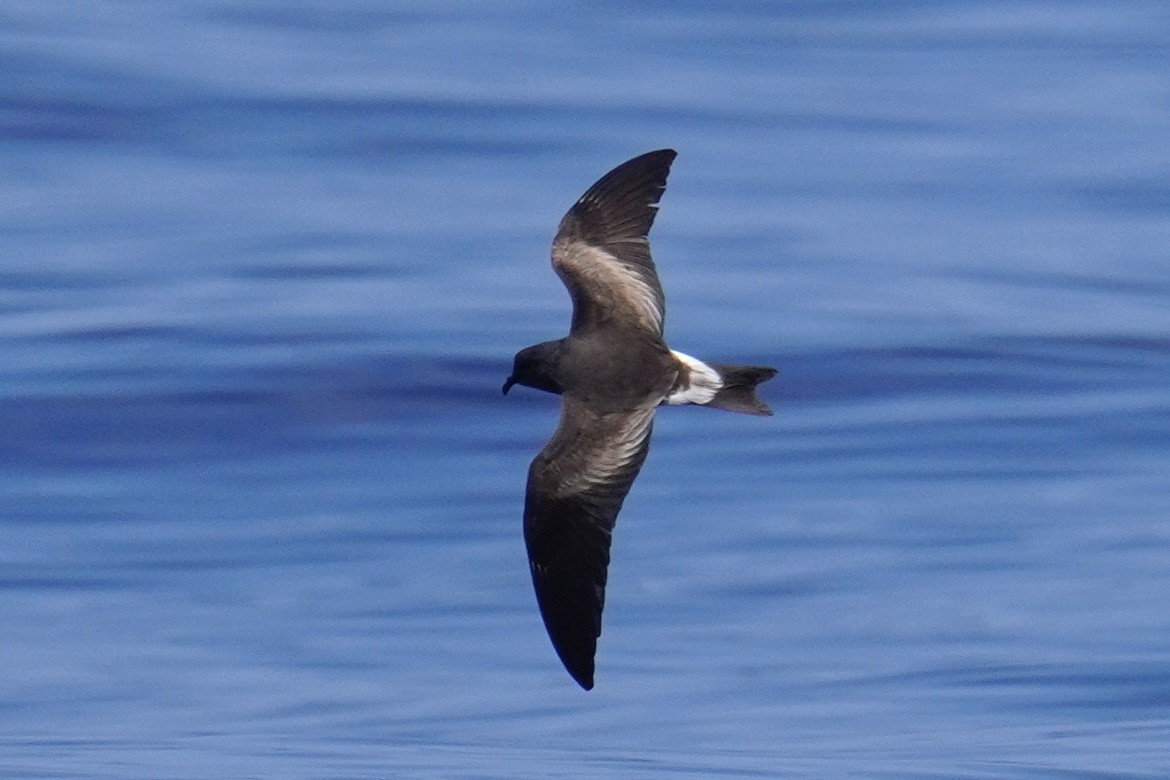 Leach's/Townsend's Storm-Petrel (white-rumped) - ML623386172