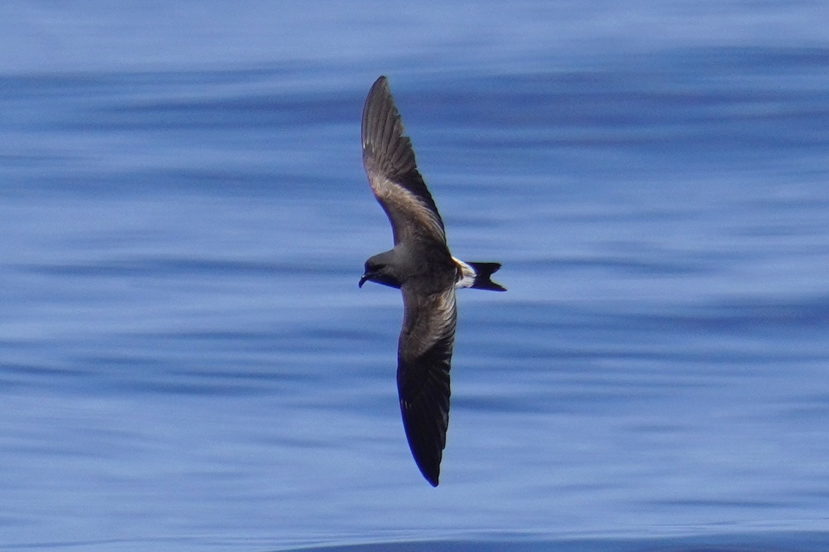 Leach's/Townsend's Storm-Petrel (white-rumped) - ML623386173