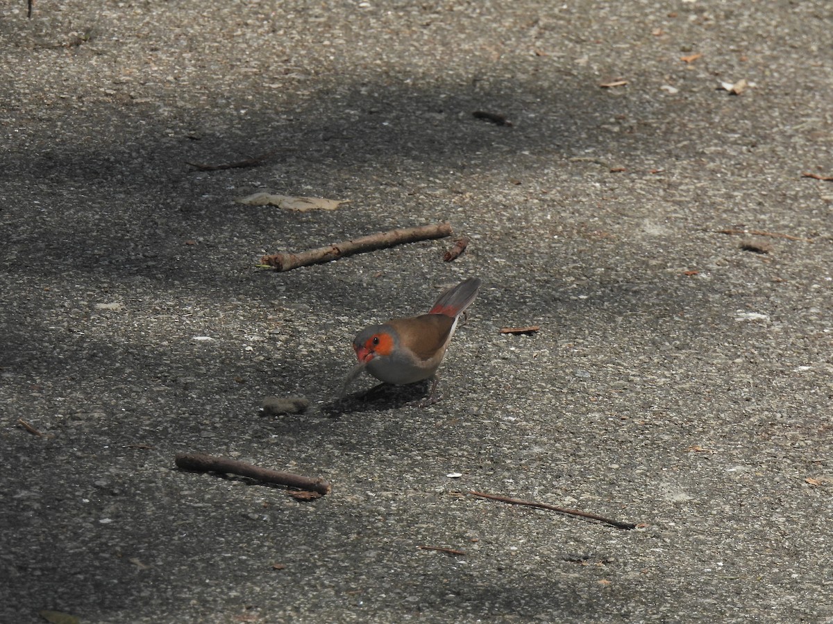 Orange-cheeked Waxbill - ML623386218