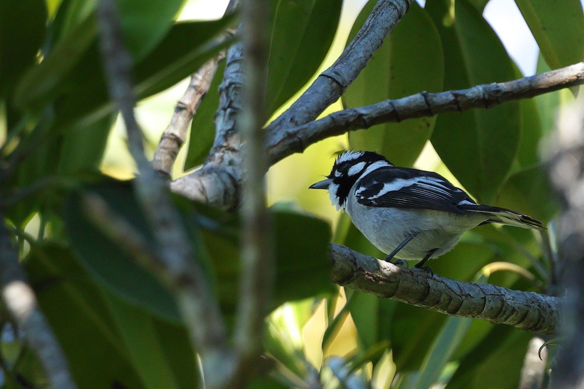 White-eared Monarch - ML623386223