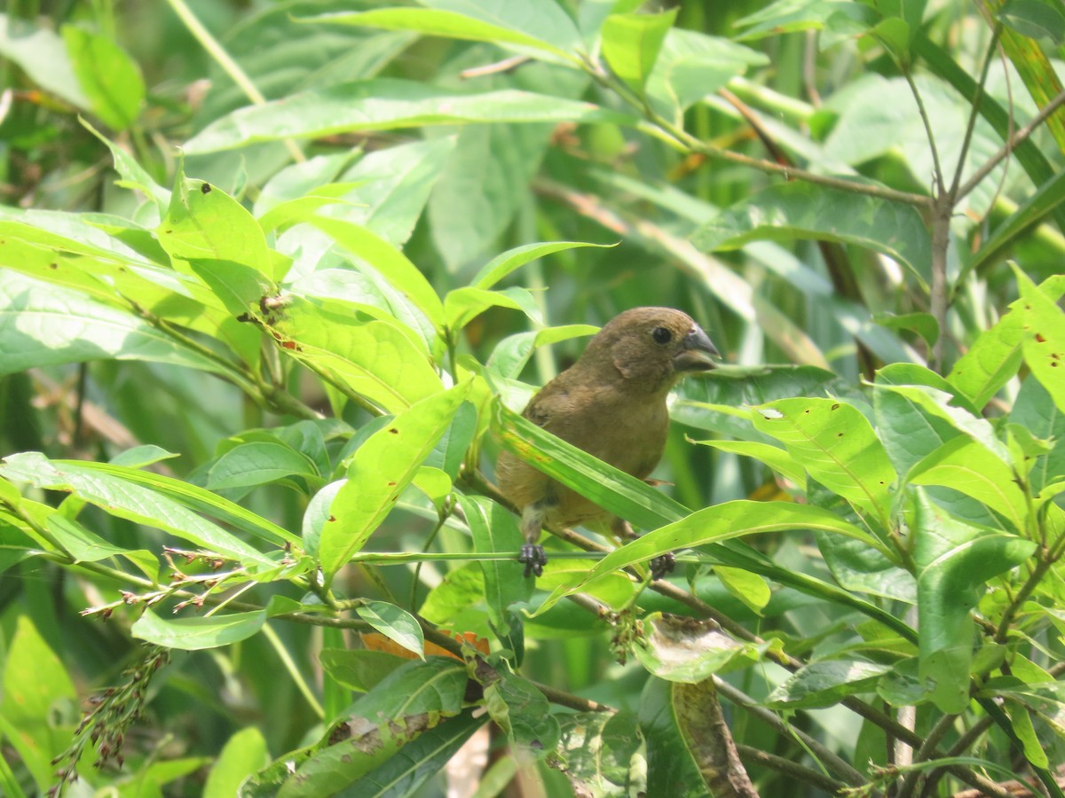 Thick-billed Seed-Finch - ML623386244