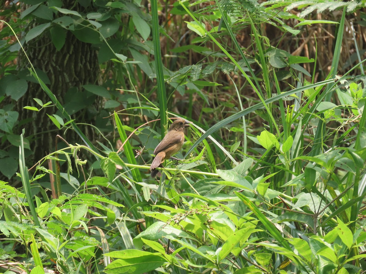 Thick-billed Seed-Finch - ML623386245