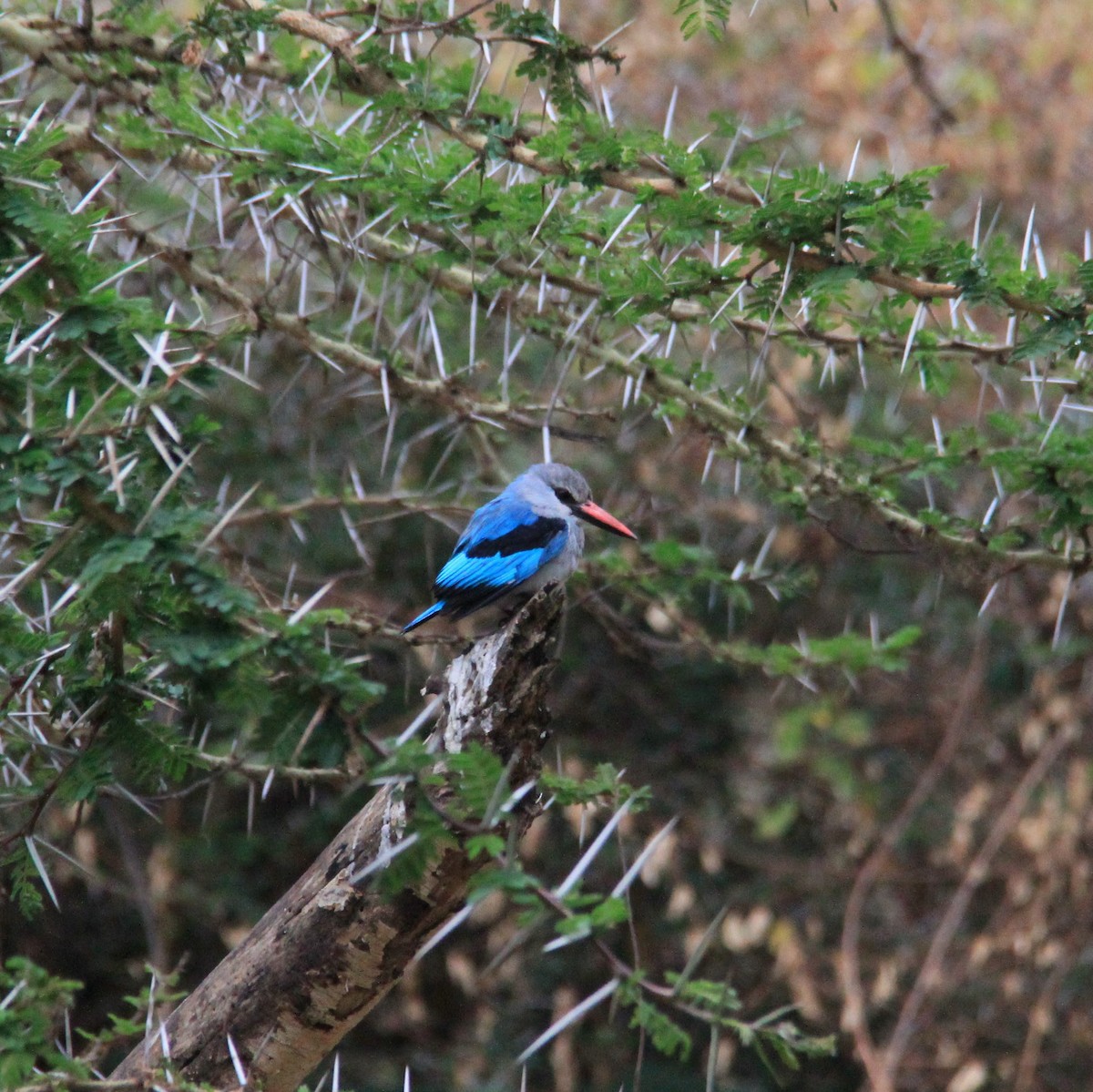 Martin-chasseur du Sénégal - ML623386258