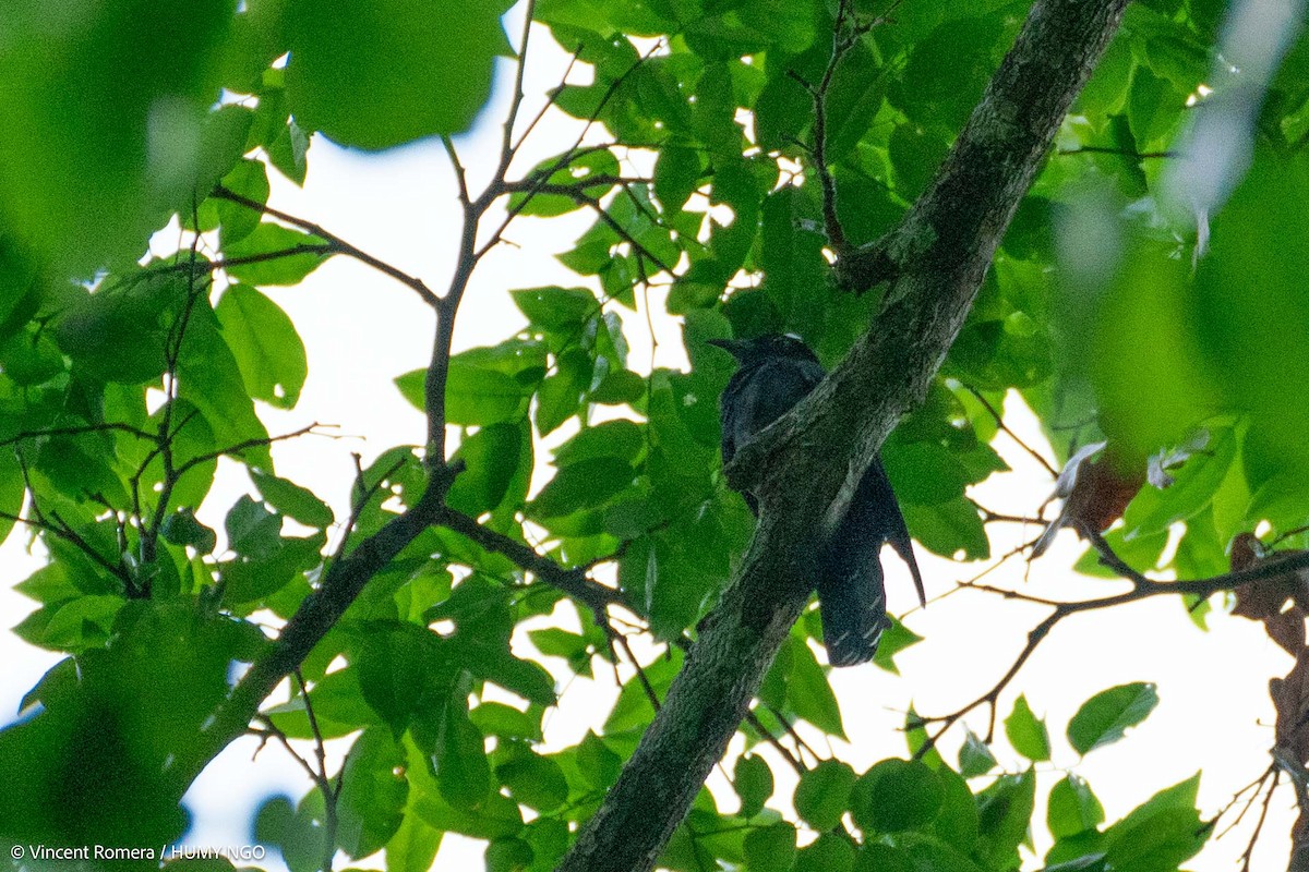 White-crowned Cuckoo - ML623386261