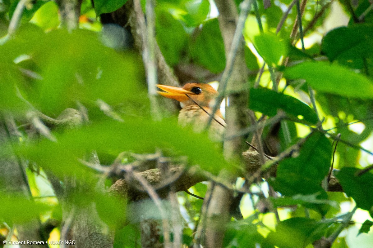 Yellow-billed Kingfisher - Vincent Romera