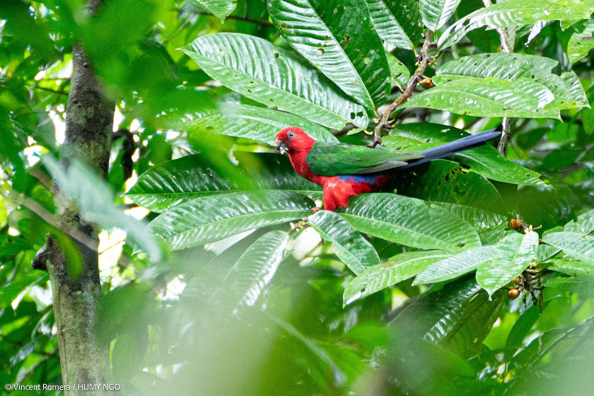 Moluccan King-Parrot - Vincent Romera