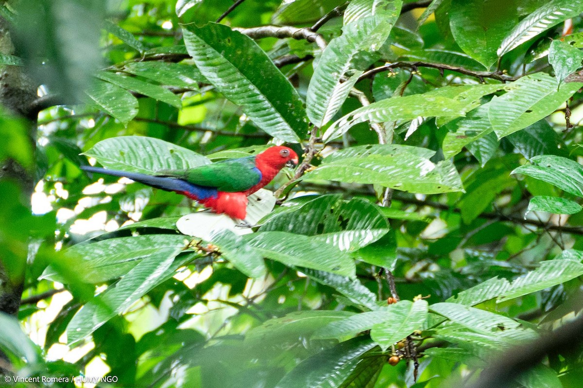 Moluccan King-Parrot - ML623386286