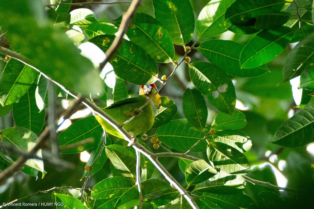 Large Fig-Parrot - ML623386290