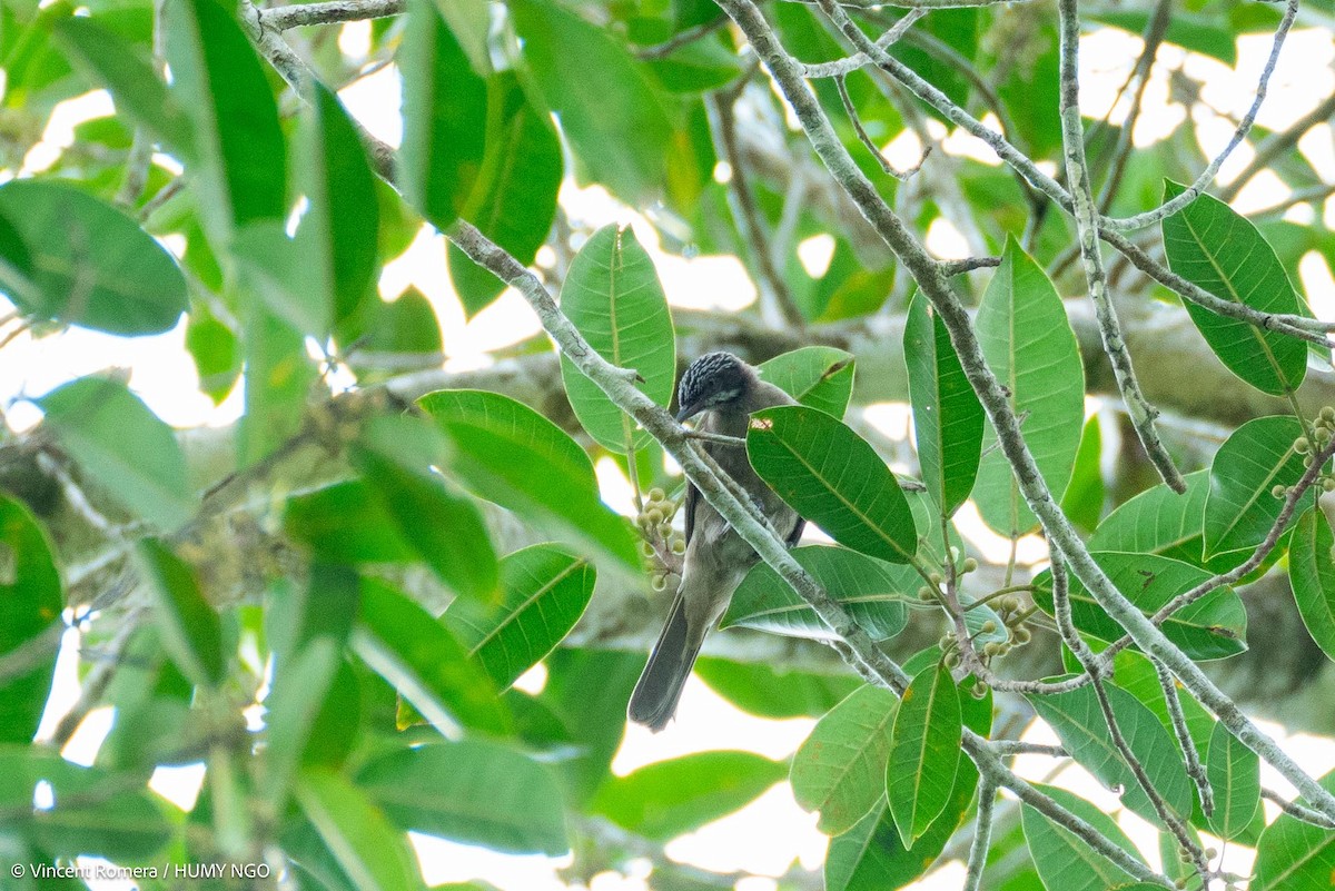 Streak-headed Honeyeater - ML623386295