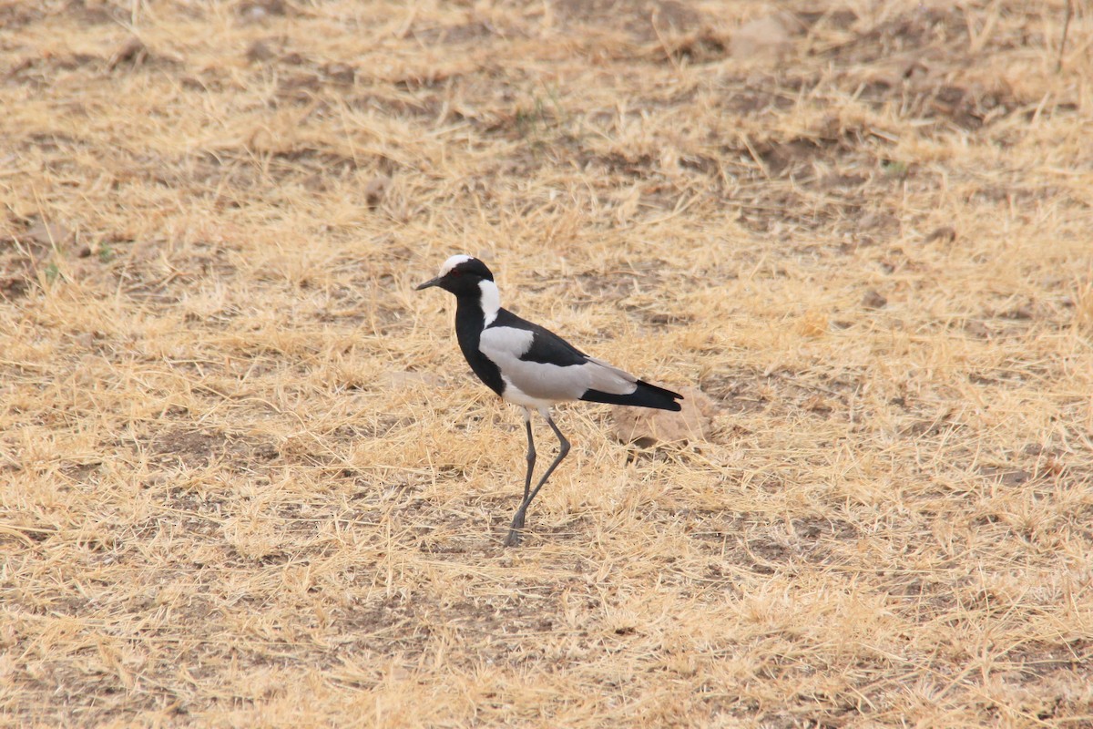 סיקסק הנפח - ML623386309