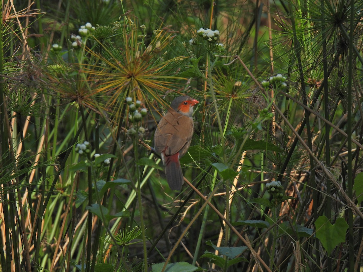 Orange-cheeked Waxbill - ML623386313