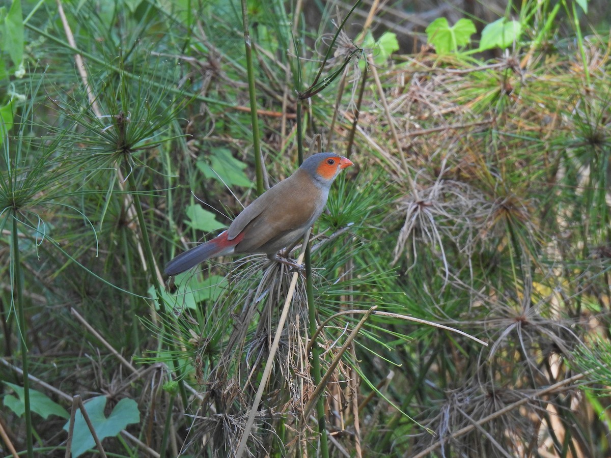 Orange-cheeked Waxbill - ML623386314