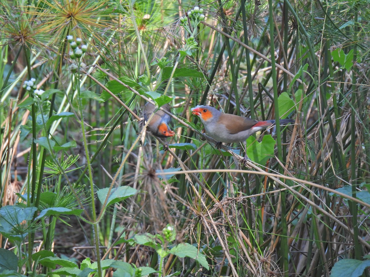 Orange-cheeked Waxbill - ML623386315