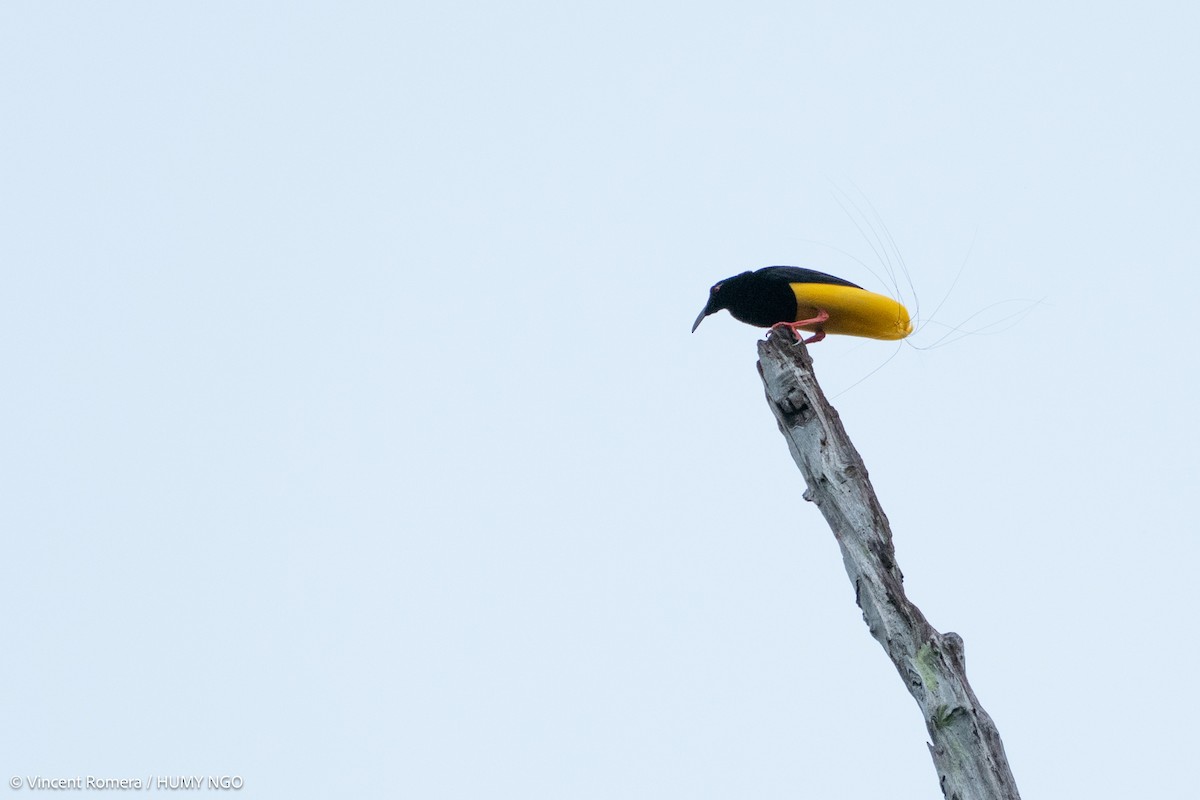 Twelve-wired Bird-of-Paradise - Vincent Romera