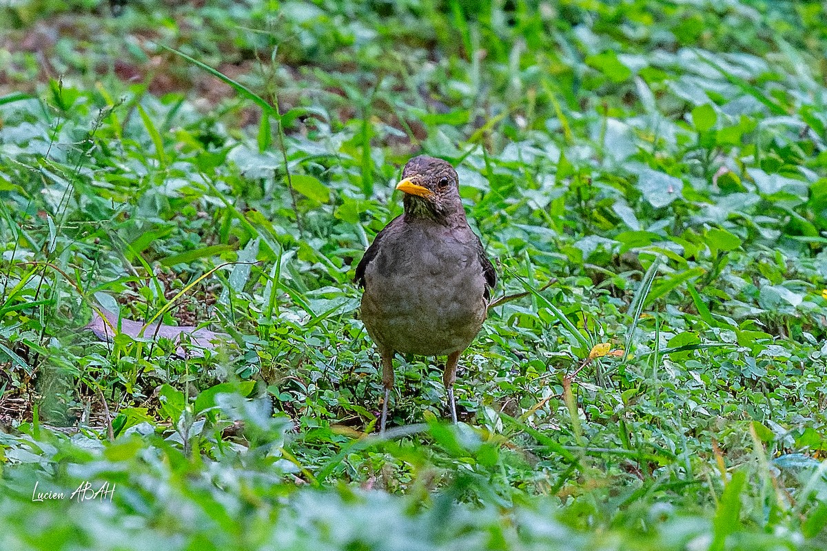 African Thrush - ML623386352