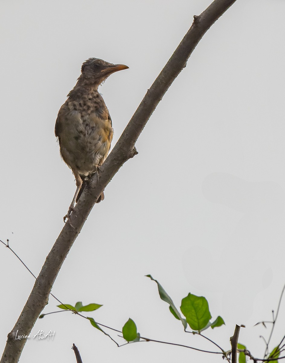 African Thrush - ML623386358